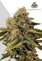 Godfather OG Autoflower - Auto Seeds