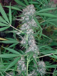 Caribe - Cannabiogen