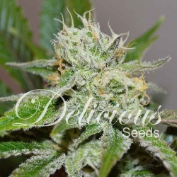 Original Juan Herer - Delicious Seeds