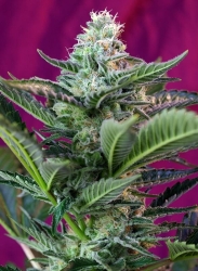 Mohan Ram Auto - Sweet Seeds