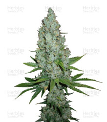 Amnesia Lemon (Barney's Farm) Cannabis-Samen