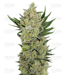 Blueberry Cheese Auto (aka Blue Cheese Auto) (Barney's Farm) Cannabis-Samen