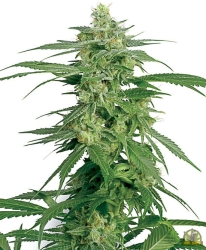 Hollands Hope Reg. - White Label Seeds