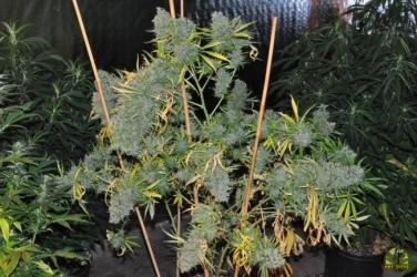 Malawi Reg. - ACE Seeds