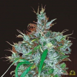 Panama Haze - ACE Seeds