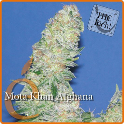 Mota Khan Afghana - élite Seeds