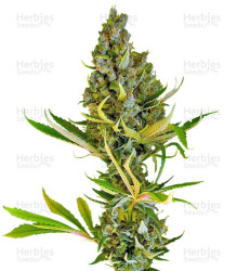 Sweet Cheese F1 Fast Version (Sweet Seeds) Cannabis-Samen