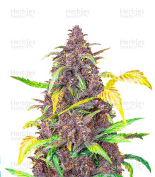 ​​​​​​​Auto Blackberry Kush feminisierte Samen