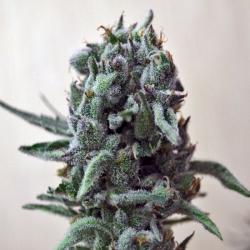 White Widow 47 - Kalashnikov Seeds