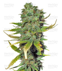 Super Skunk (Sensi Seeds) Cannabis-Samen