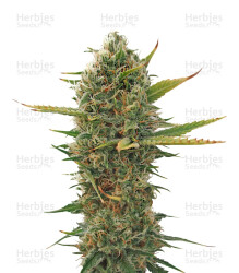 Super Skunk regular (Sensi Seeds) Cannabis-Samen