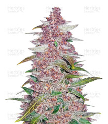 Blackberry Auto feminisierte Samen (Fast Buds)