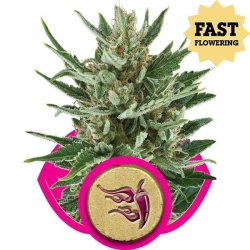 Speedy Chile (Fast Flowering) - Royal Queen Seeds