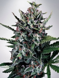 Auto Silver Bullet - Ministry of Cannabis