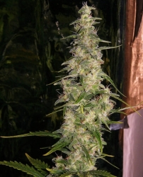 La Niña Reg. - Mr. Nice seeds