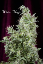 White Magic - Mandala Seeds