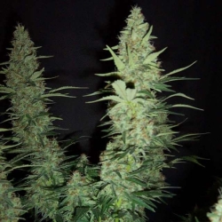 Hawaii Maui Waui - Nirvana Seeds