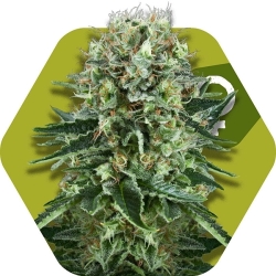 OG Bubble Gum - Zambeza Seeds