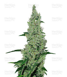 Y Griega (Medical Seeds) Cannabis-Samen