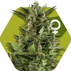 Green AK XL - Zambeza Seeds