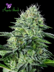 Auto Strawberry Banana - Anesia Seeds