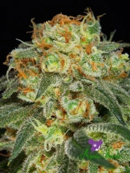 California Kush - Anesia Seeds