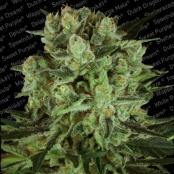 Durga Mata II CBD - Paradise Seeds