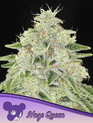 Haze Queen - Anesia Seeds