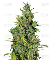 Neville Haze Ryder Auto (World of Seeds) Cannabis-Samen