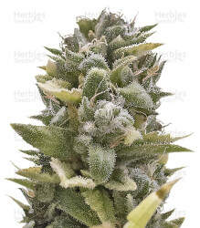 OG Kush Auto (Humboldt Seeds) Cannabis-Samen