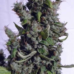 Boulder Bubblegum - Sagarmatha Seeds