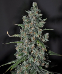 Skunk Wreck - Sagarmatha Seeds