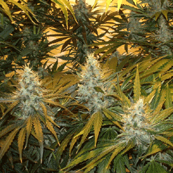 Chunky Skunk - Sagarmatha Seeds