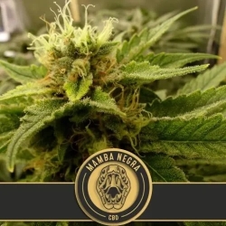 Mamba Negra CBD - BlimBurn