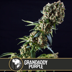 Grandaddy Purple - BlimBurn