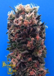 Blue Sky 99% - Breaking Buds Seeds