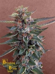 Chocolate Cookies - Breaking Buds Seeds