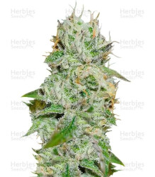 Original Juan Herer (Delicious Seeds) Cannabis-Samen