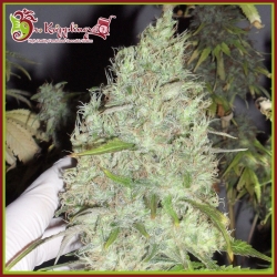 Incredible Bulk - Dr Krippling Seeds