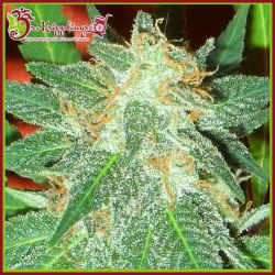 Jumping Jack Dash Auto - Dr Krippling Seeds