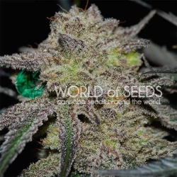 Tonic Ryder CBD - World of Seeds