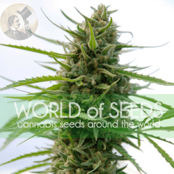 Kilimanjaro Reg. - World of Seeds