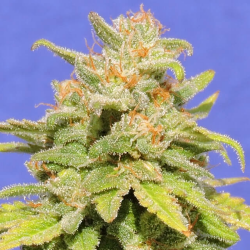 White Crystal Meth Auto - Original Sensible Seeds