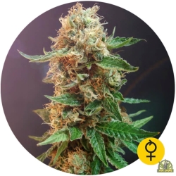 The Bulldog Haze Auto - The Bulldog Seeds