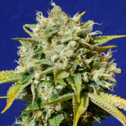 Sweet Peach Auto CBD - Original Sensible Seeds