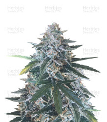 King’s Kush Auto CBD (GHS) Cannabis-Samen