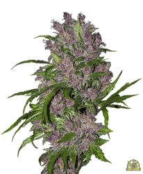 Purple Bud Automatic - White Label Seeds