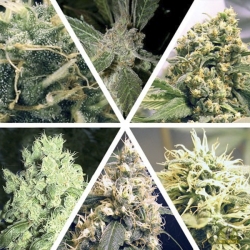 Ceres Mix - Ceres Seeds