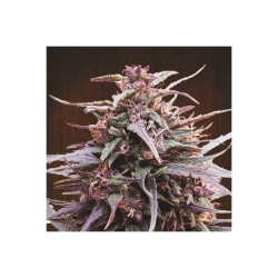 Purple Haze x Malawi Reg. - ACE Seeds