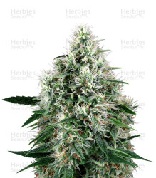 Fire OG Kush (Big Head Seeds) Cannabis-Samen